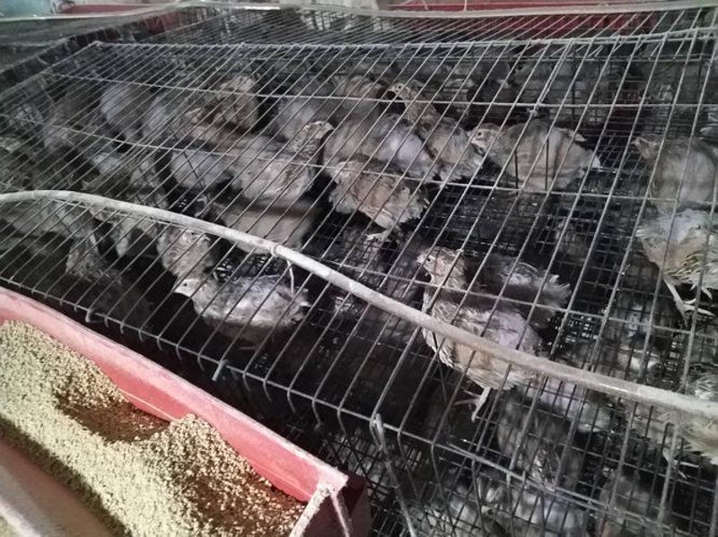 青葱岁月里的鹌鹑美食