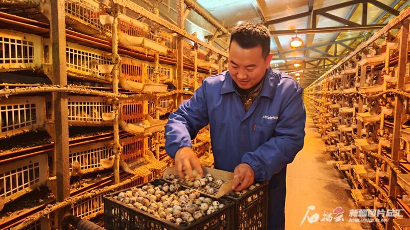 鹌鹑孵化场
