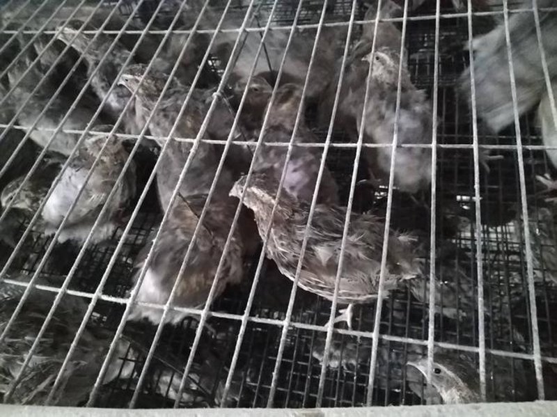鹌鹑苗价格